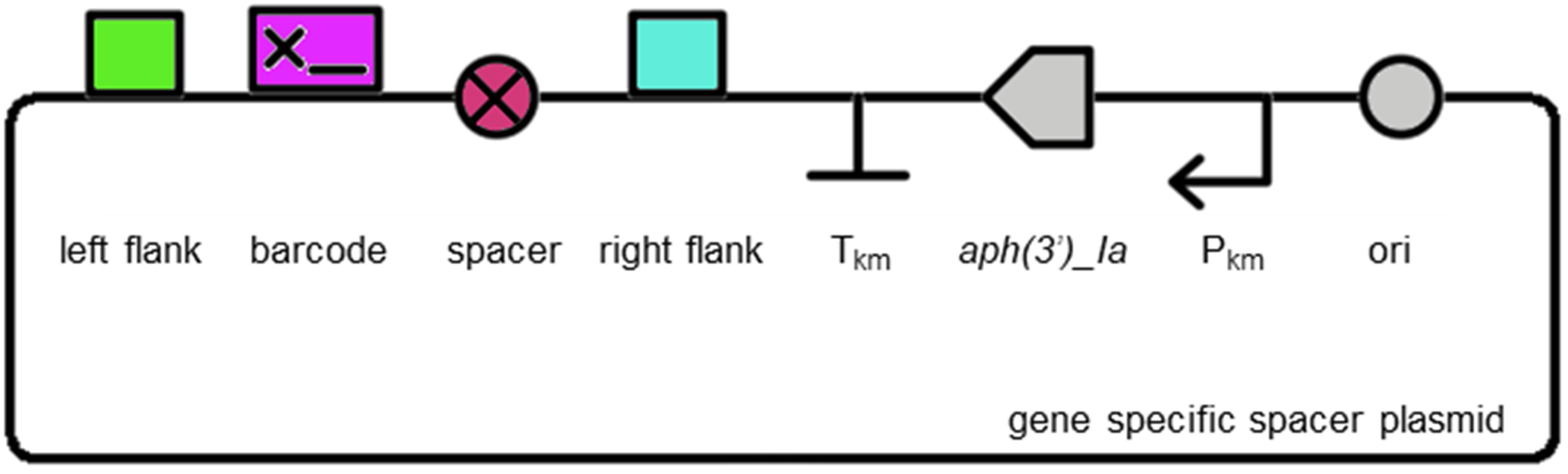 Plasmid assembly and insertion sequence design CyanoSource